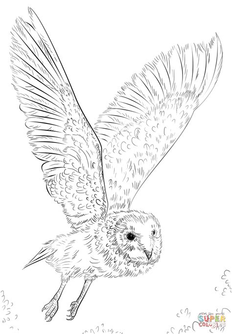 Realistic Flying Owl Coloring Pages Img Nincompoop