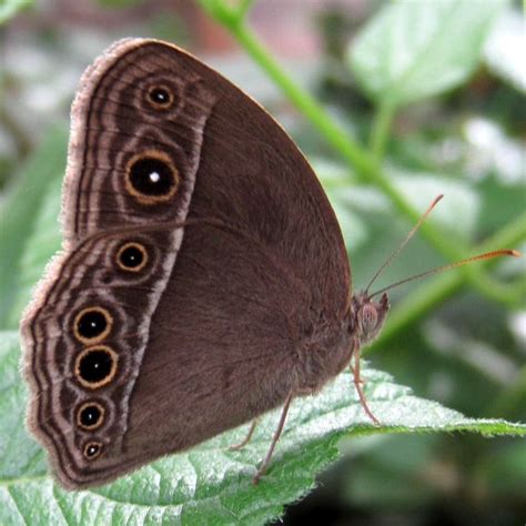 Common Bush Brown Butterfly