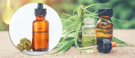 To be set apart and dedicated to serve god; How to make CBD oil at home - Cannaconnection.com