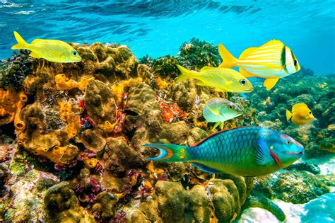 Scuba Diving In The Bahamas What To Expect