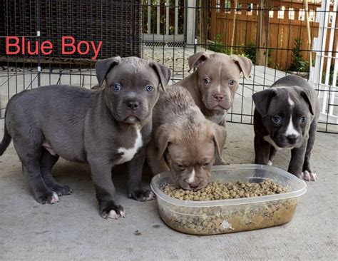 The cheapest offer starts at £100. 20+ Xl American Bully Puppies For Sale Near Me Gif - Best ...