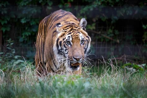 Siberian Tiger Walking Through The Undergrowth Stock Photo At
