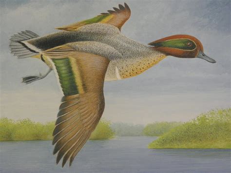 Green Winged Teal Painting By Alan Suliber