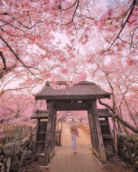 Earth On Twitter In 2020 Cherry Blossom Japan Cherry Blossom Wallpaper Aesthetic Japan