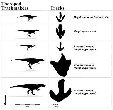 Photos Dinosaur Tracks Reveal Australias Jurassic Park Live Science