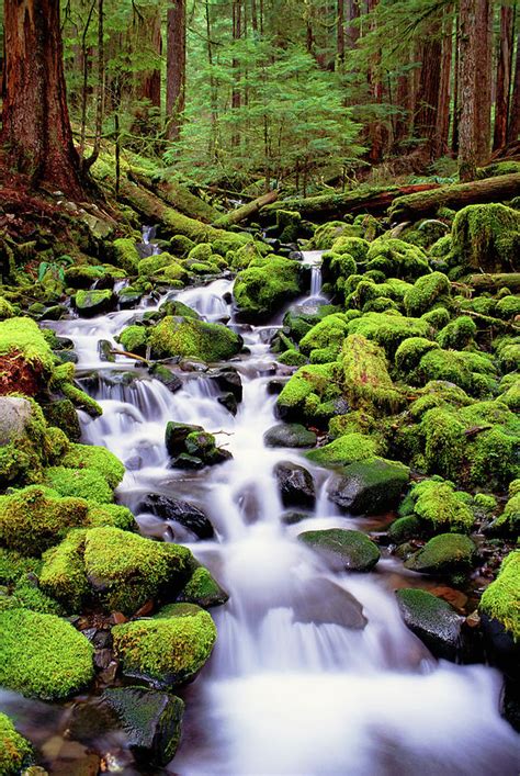 A Stream Flowing Over Moss Covered By Mint Images David Schultz