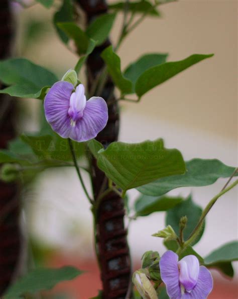 I had so much fun making. Butterfly Pea is Clitoria ternatea