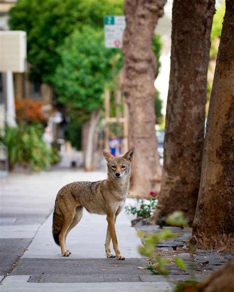 An Urban Coyote Stands In A Regal Pose On A City Sidewalk Coyote