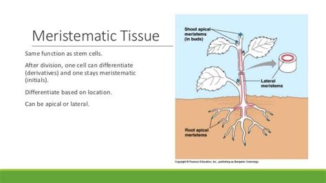 What Is The Function Of Meristematic Tissue In A Plant