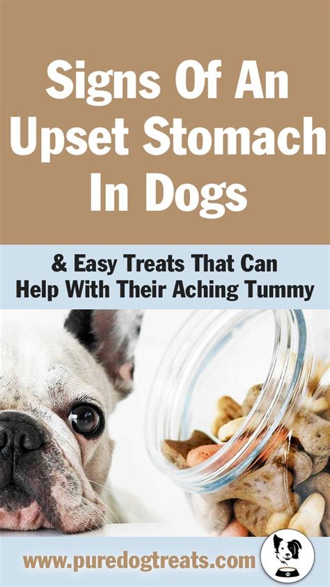 Easy Dog Treats To Help Your Pets Aching Tummy Dog Upset Stomach