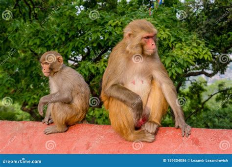 Two Monkeys Sitting At The Fence Stock Photo Image Of Grey Beautiful