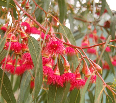 Red Flowering Yellow Gum Eucalyptus Leucoxylon Rosea