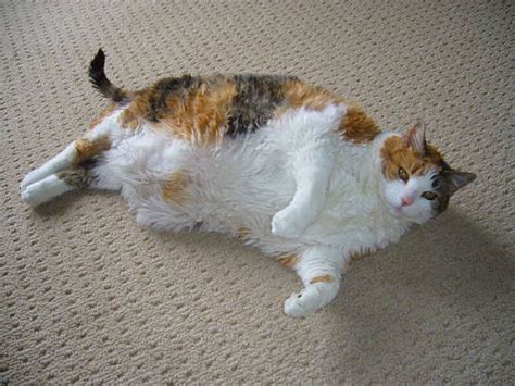 Free Download Cats Wallpapers Hd Funny Fat Cats Cat Wallpaper Funny