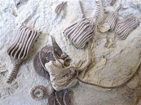Pin Van Sierd De Op Fossielen Fossielen