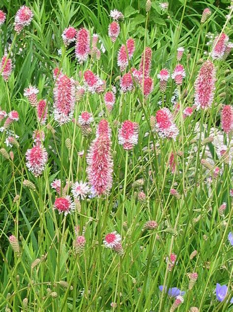 Sanguisorba Officinalis ‘pink Tanna Plant With Purpose