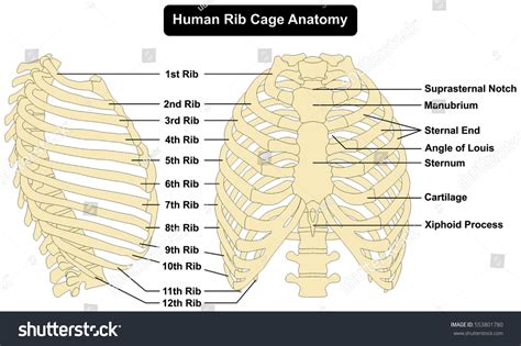 Human Body Rib Cage Anatomy Anterior And Right Royalty Free Stock