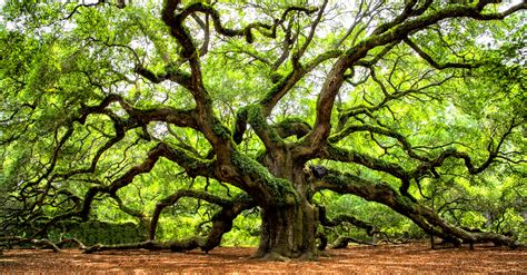 The Angel Oak Tree Is 400 Years Of American History East Of The