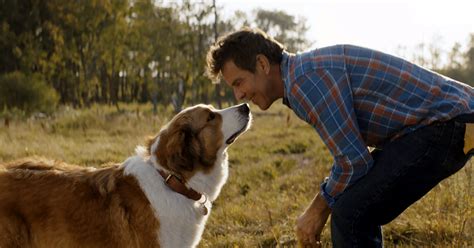 Películas vistas en 2019 (608 movies items). 'A Dog's Journey' Review: Good Boys (and Girls) on a ...