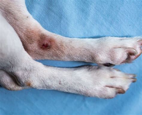 Can Old Dogs Get Pressure Sores From Sitting