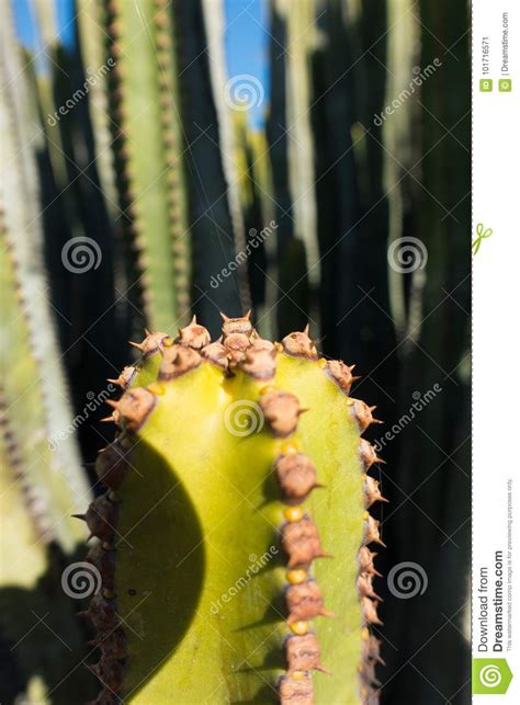 Macro Shot Of A Cactus Stock Image Image Of Flower 101716571