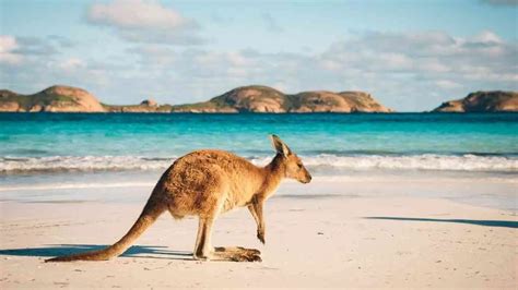 Ultimate Australia Bucket List Top 12 Travel Experiences Robe Trotting