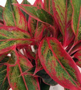 Click on image to view plant details. Red and Green Chinese Evergreen | Houseplant 411 - How to Identify and Care for Houseplants