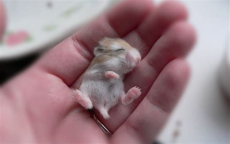 Baby Hamster Fondos De Pantalla Gratis Para Widescreen Escritorio Pc