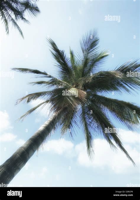 Low Angle Of Palm Tree Stock Photo Alamy