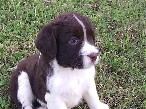 These pups make wonderful pets and are natural born bird dogs dad is the bench variety. English Springer Spaniel pups - Price: $375.00 for sale in Paragould, Arkansas - ArkAds.US