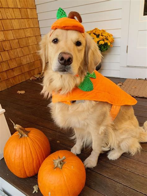 My Pumpkin Harper Goldenretriever Cute Dog Halloween Costumes Dog