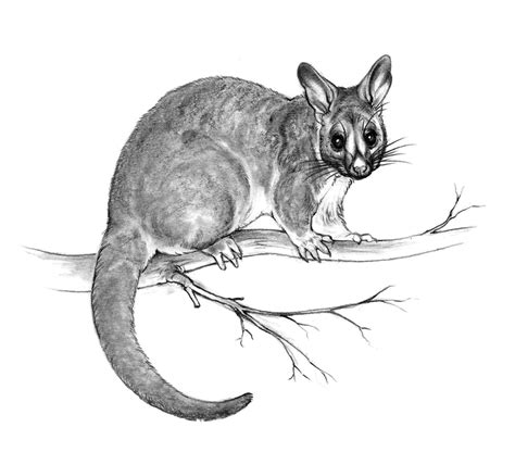 Brushtail Possum Sketch By Oxpecker On Deviantart