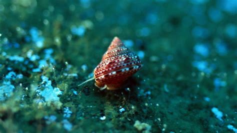 Salim Khoso Deep Sea Creatures Marineaqua Life
