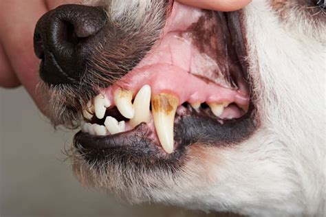 Periodontal Disease In Dogs Oakland Vets
