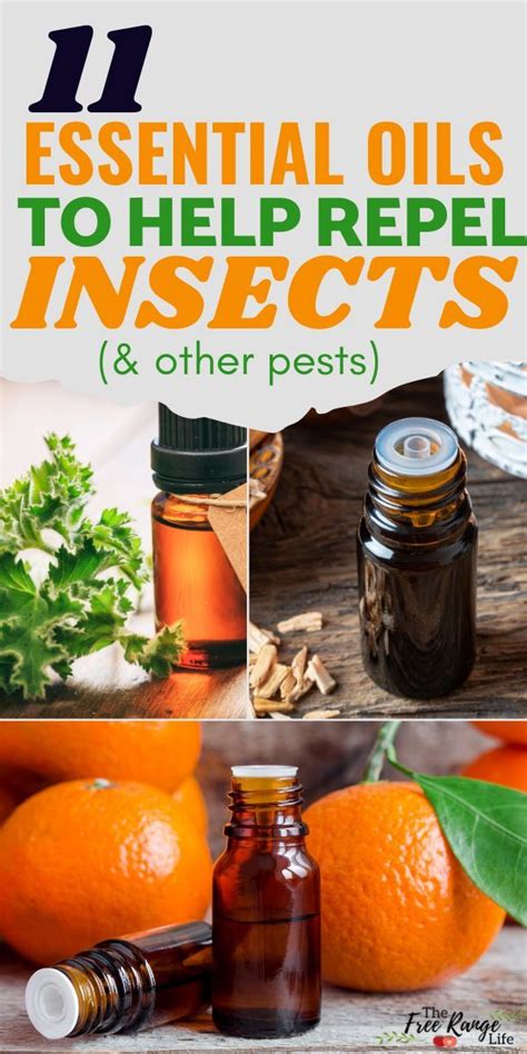 11 Essential Oils That Repel Bugs Insects And Pests Naturally
