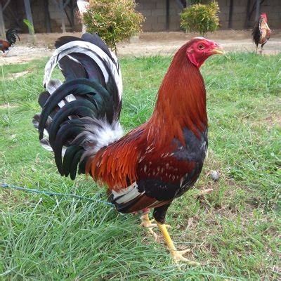 See more of ternak ayam philipina on facebook. Ayam Philipin Segel