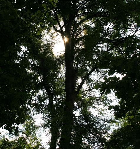 Tall Trees And Sun Shining Through Free Stock Photo Public Domain