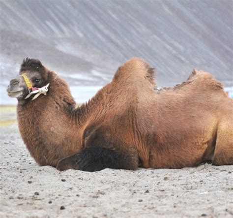 Ladakh Vacation
