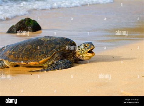 Hawaiian Green Sea Turtle On Beach In Oahu Hawaii Stock Photo Alamy
