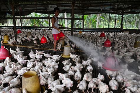 Chicken Farmers In Malaysia Not Raising Output Until End Of Export Ban