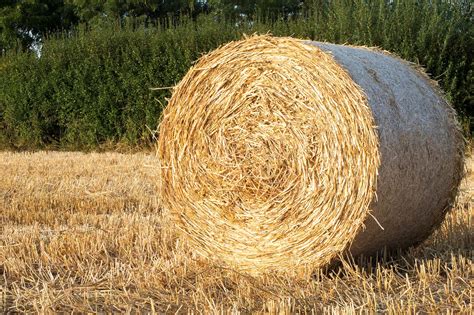 Round Bale Straw Hall Farm Hay