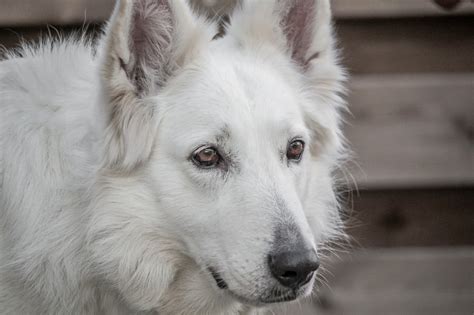White German Shepherds A Coat Color Variation Or More White