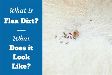 What Is Flea Dirt What Does It Look Like And How To Remove It