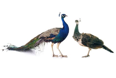 Peacock Facts Pavo Sp And Afropavo Sp