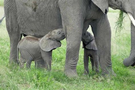 Baby Elephant Twins Born In Kenya Explore