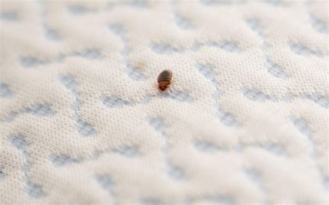How To Treat Bed Bugs In Furniture