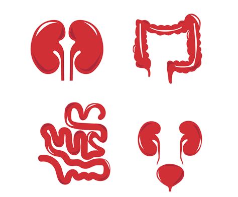 Human Internal Organs Vector Sketch Isolated Illustration Hand Drawn