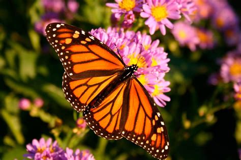 mariposa monarca imagenes  fotos