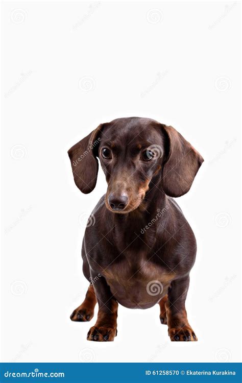 Close Up Of Dachshund On White Background Stock Photo Image Of Animal