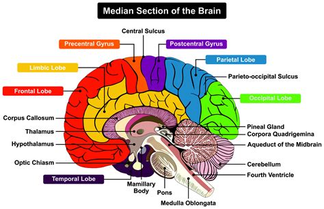 Anatomical Parts Of The Brain