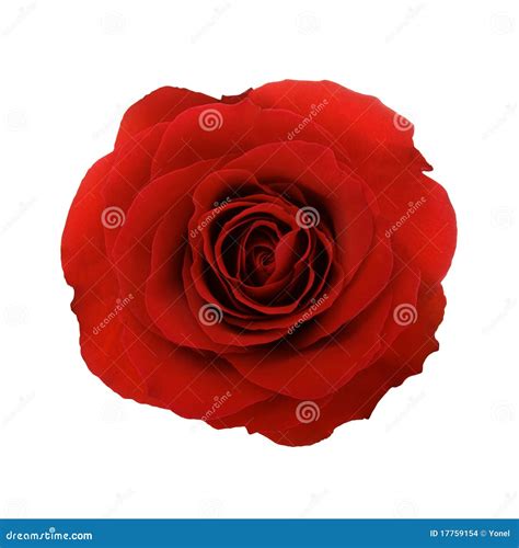 Red Rose Isolated Stock Photo Image Of Nature Ripe 17759154